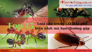 TOP #15 loài côn trùng có hại phổ biến nhất mà bạn thường gặp